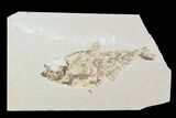 Bargain, Diplomystus Fossil Fish - Wyoming #100599-1